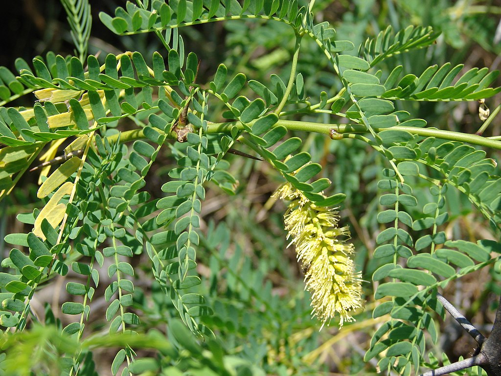 La mmoire des plantes  Oleo-Mac