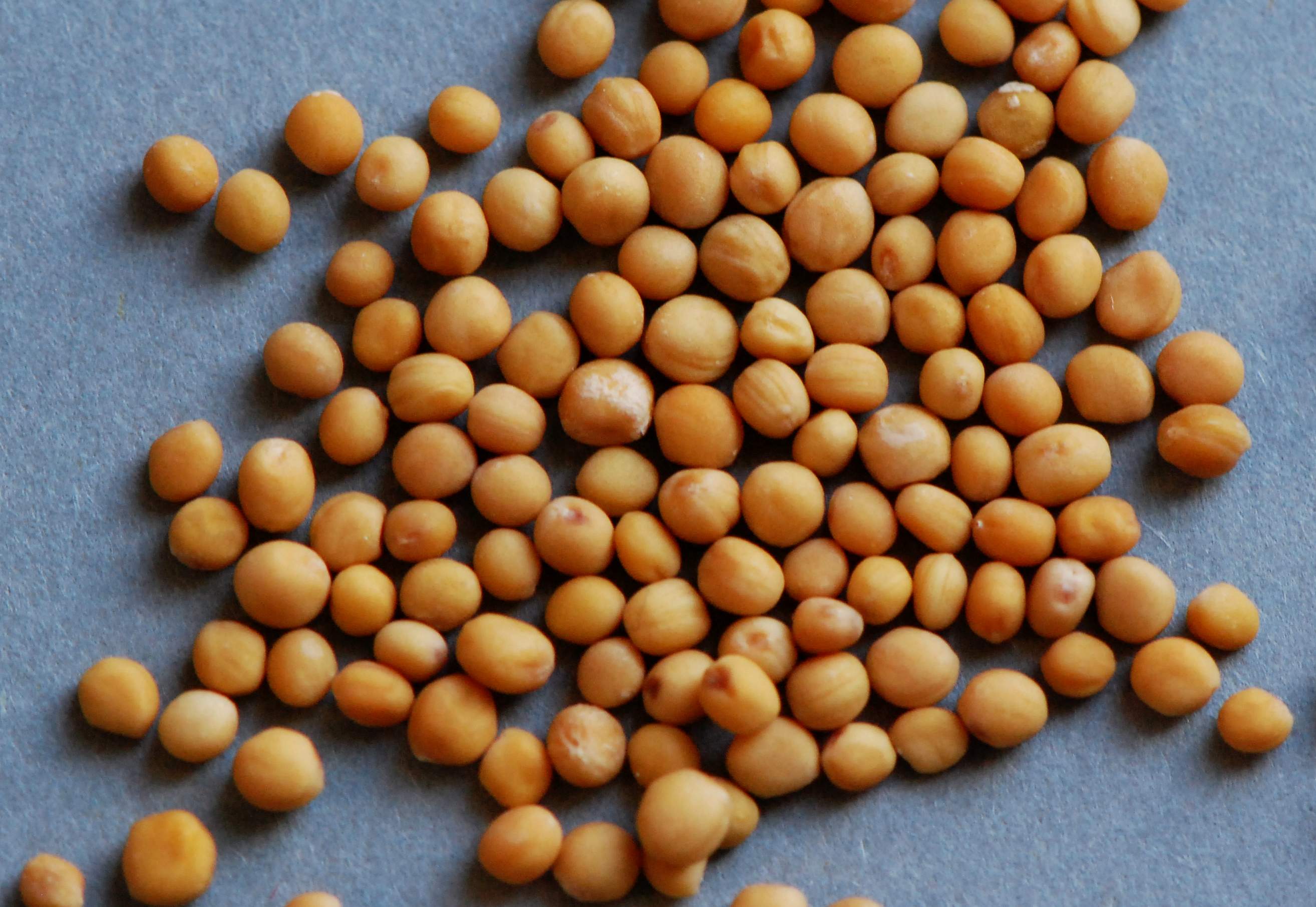 graines de moutarde blanche