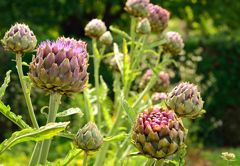 En juillet, on plante des artichauts  Oleo-Mac