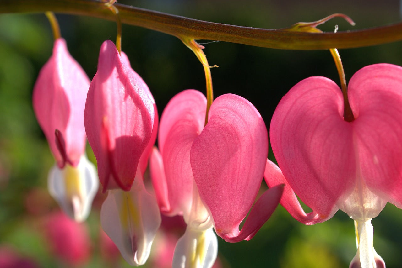 Les plantes  fleurs: rcit d'une conqute fulgurante du monde  Oleo-Mac