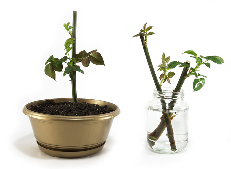 hanging plant holders indoor ORBIT plant hanger – Result Objects main image 0