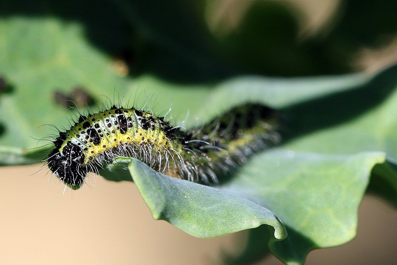 Lutter contre les chenilles au potager