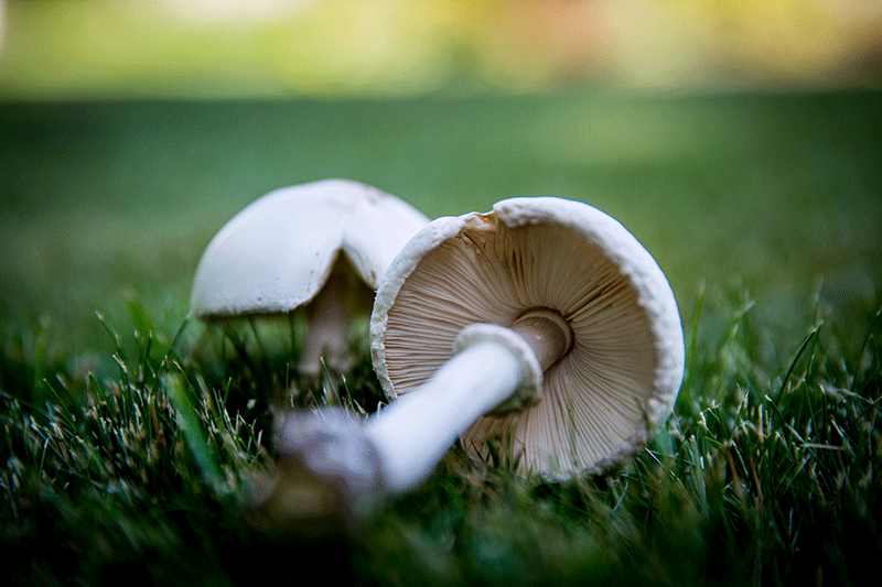 champignons_jardin