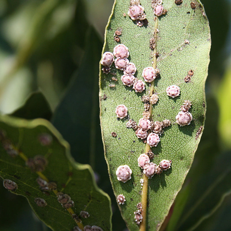 Comment se dbarrasser des cochenilles dans le jardin ?  Oleo-Mac