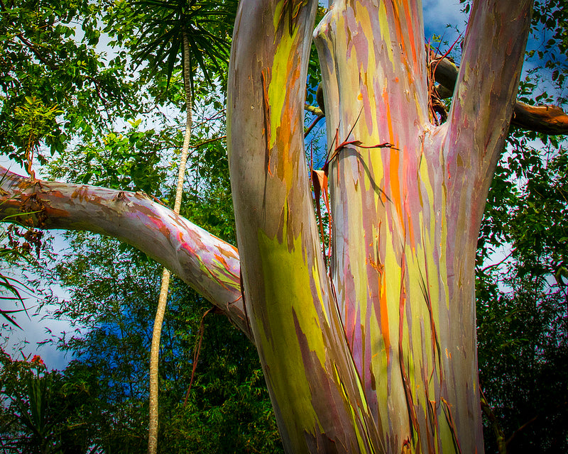 Incroyable végétal #1 Eucalyptus deglupta