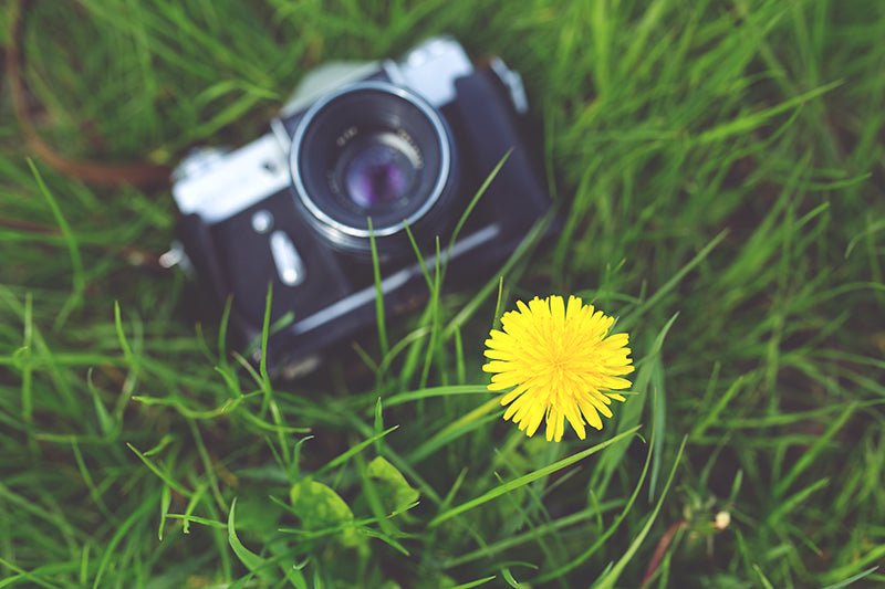 appareil photo fleur herbe