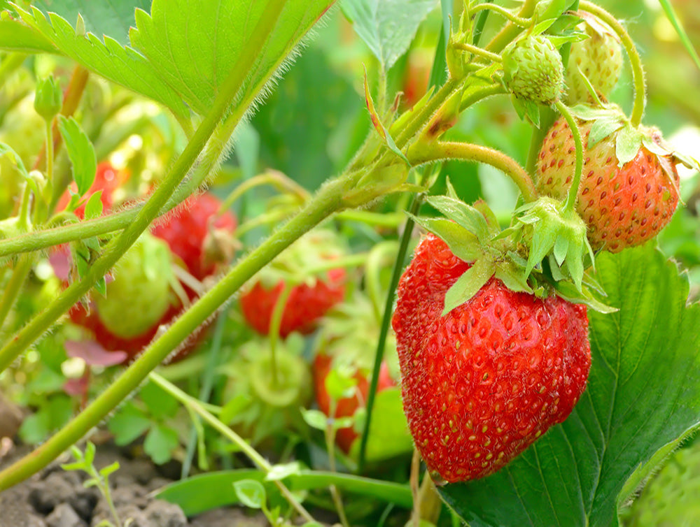 Des fraises dans votre jardin  Oleo-Mac