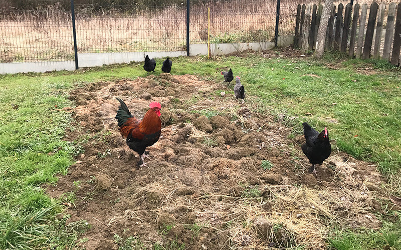 Des poules dans le jardin #2 la réglementation