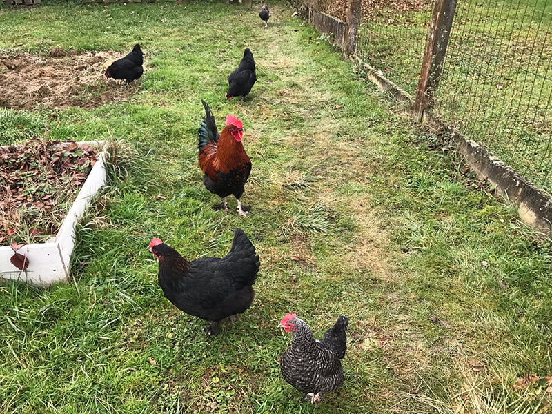 Des poules dans le jardin #1 le guide pratique