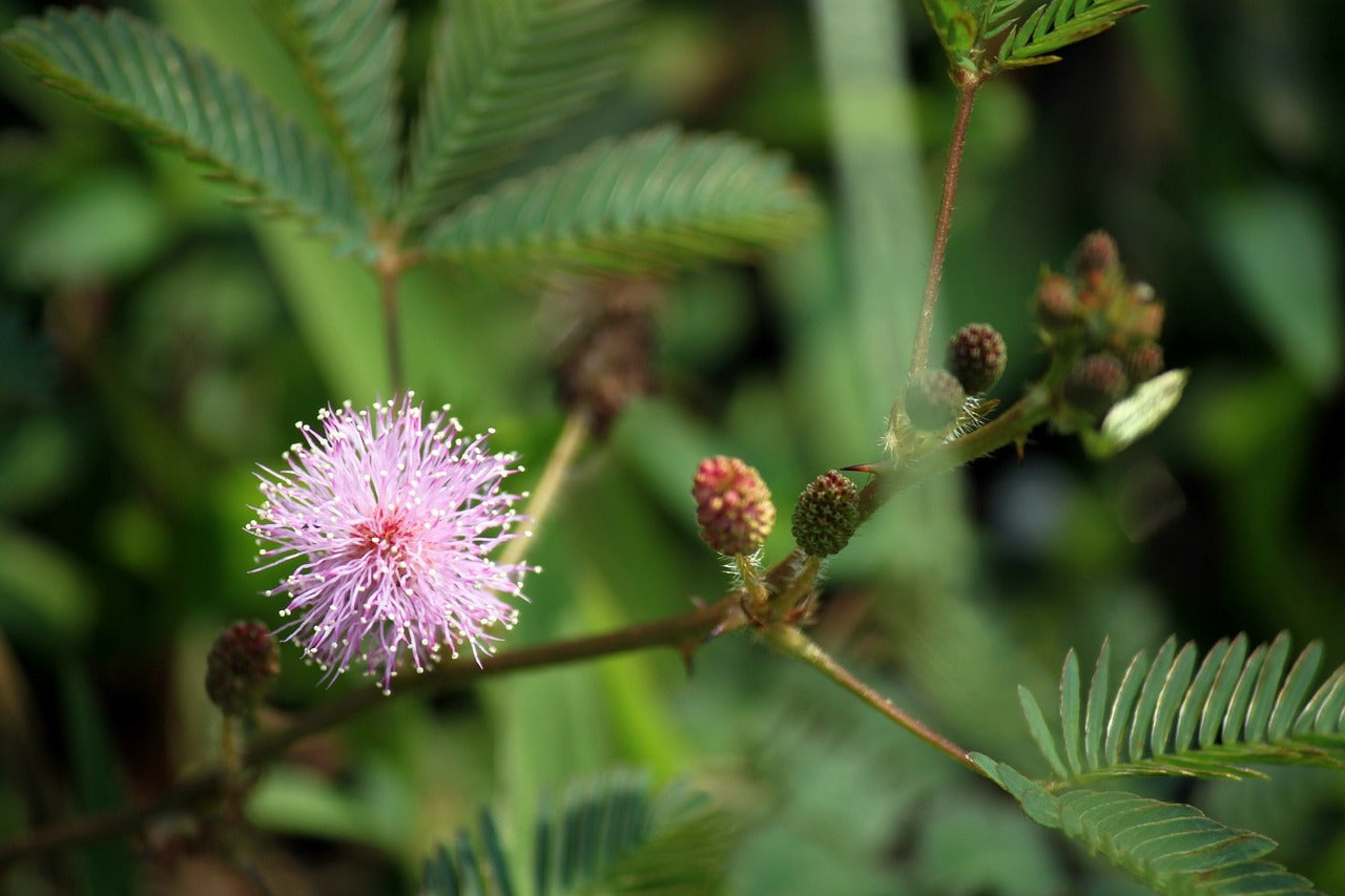 Incroyable végétal #3 Mimosa Pudica