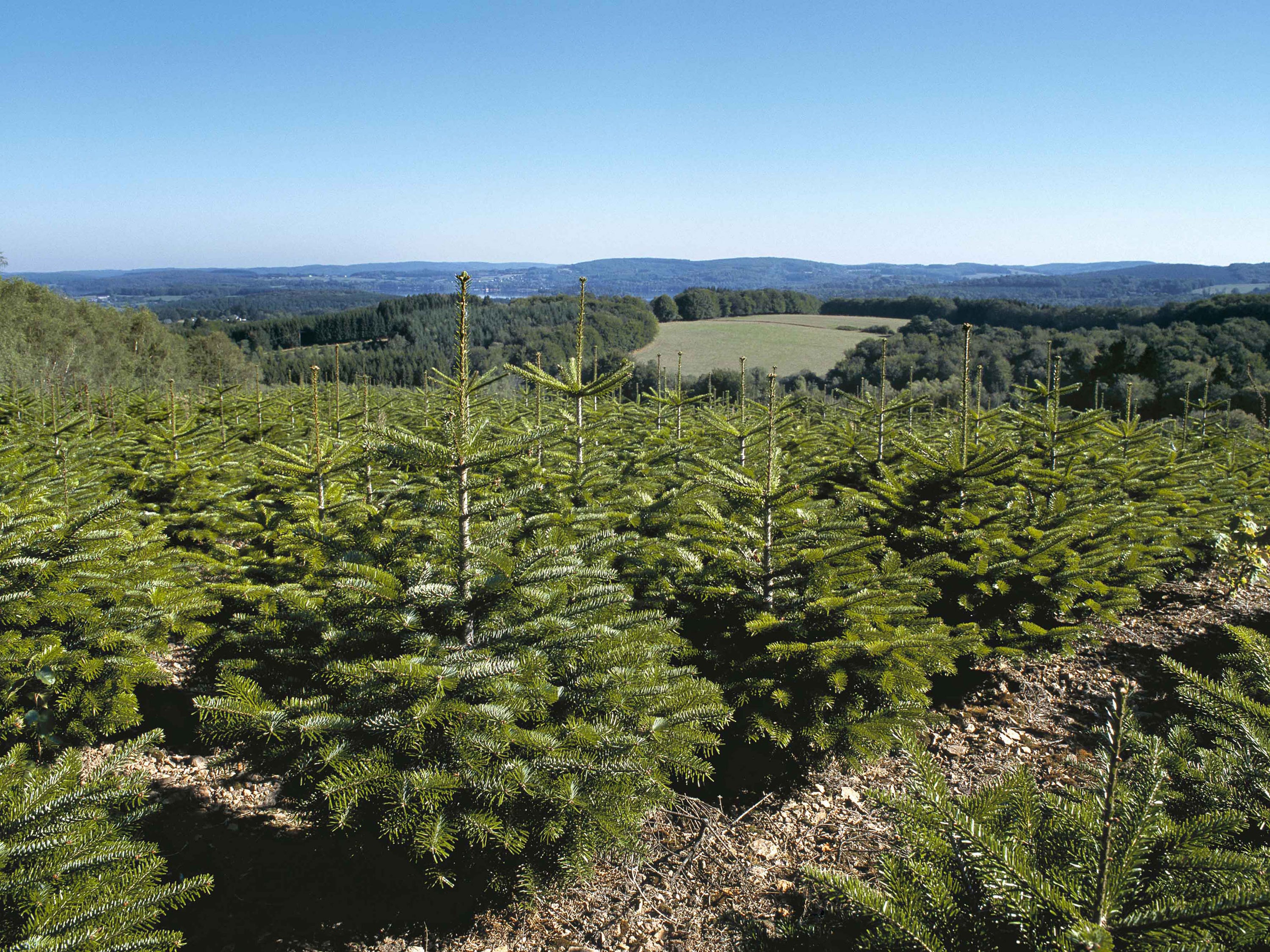 plantation de sapins Nordmann