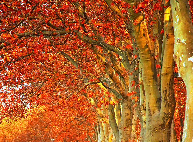 automne_feuilles_couleur
