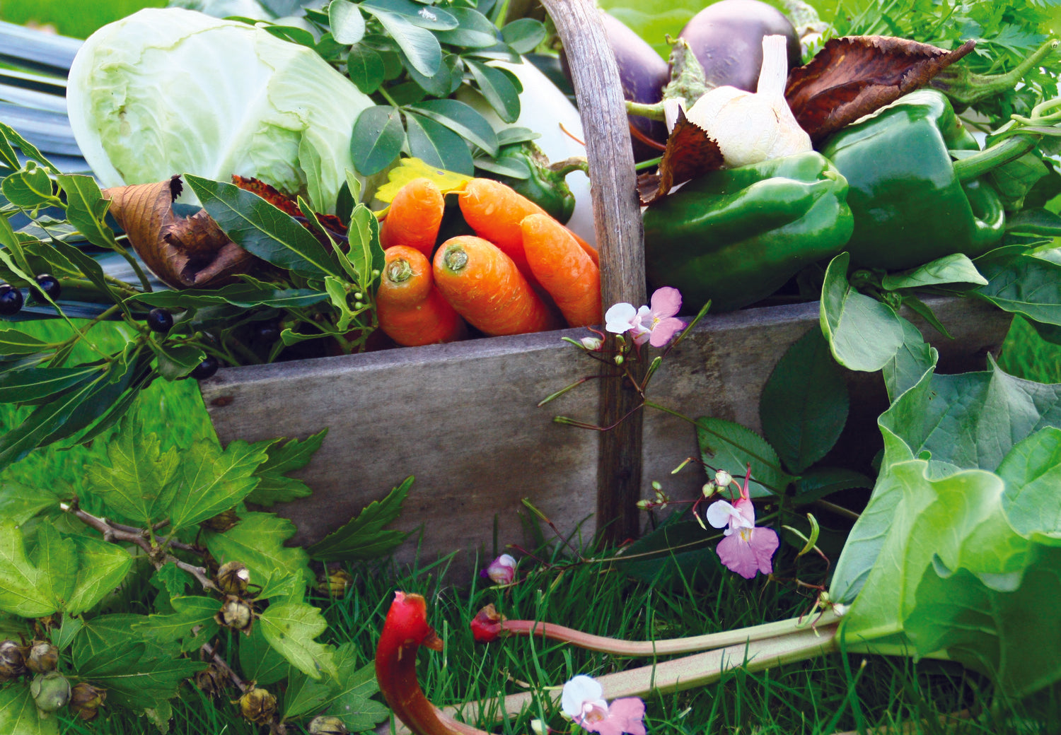 Les AMAP et les paniers de légumes