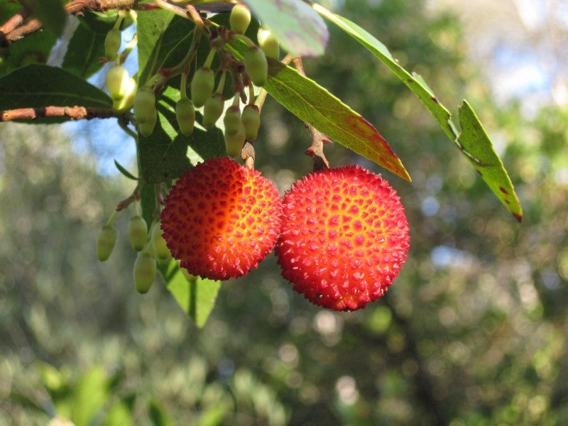 En décembre, l'arbousier donne ses derniers fruits