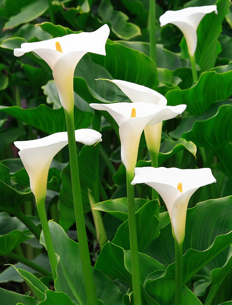 Les plantes toxiques au jardin