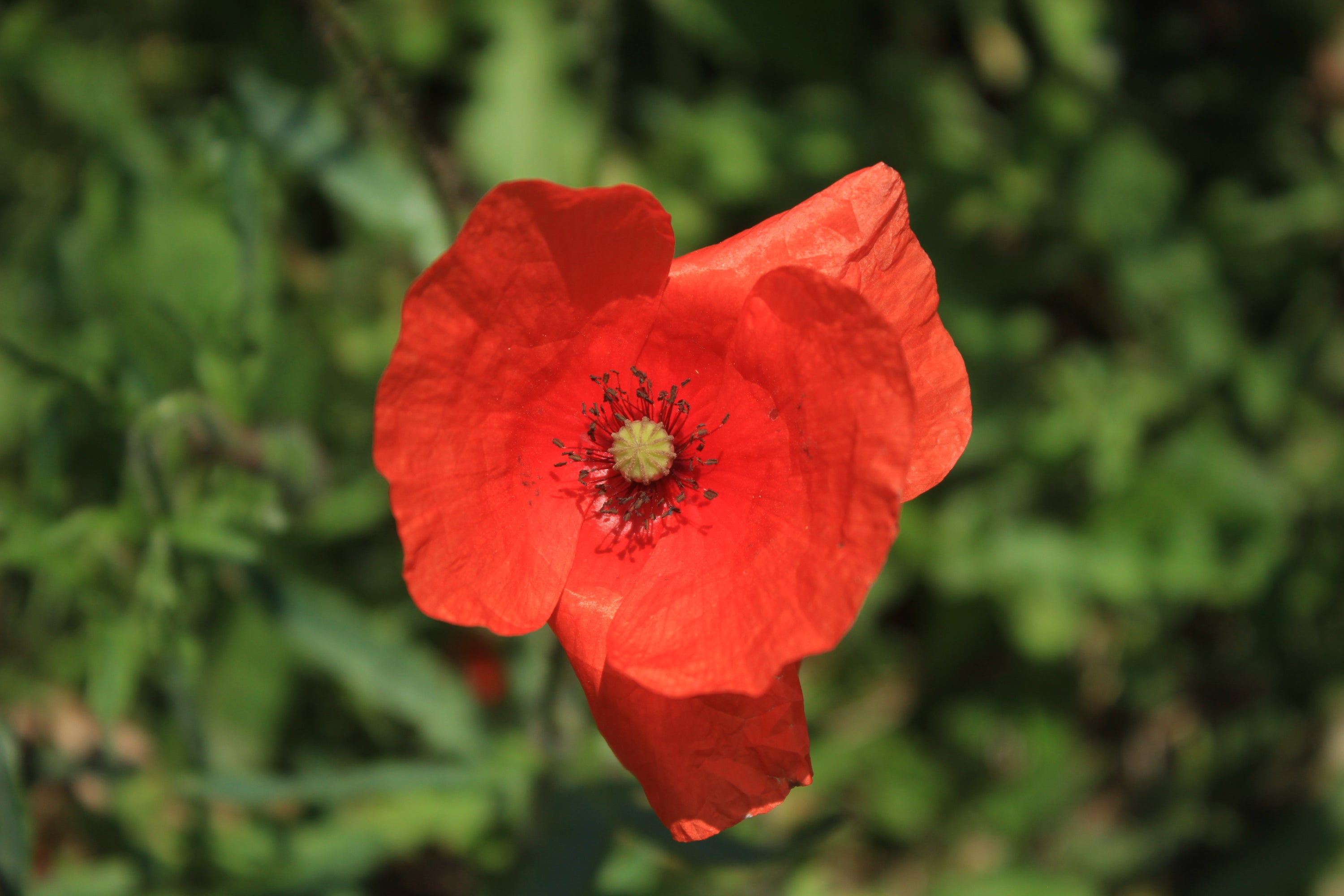 Coquelicot