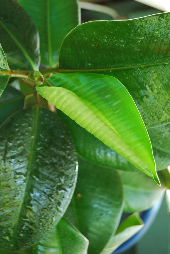 Les plantes dépolluantes, parlons-en !