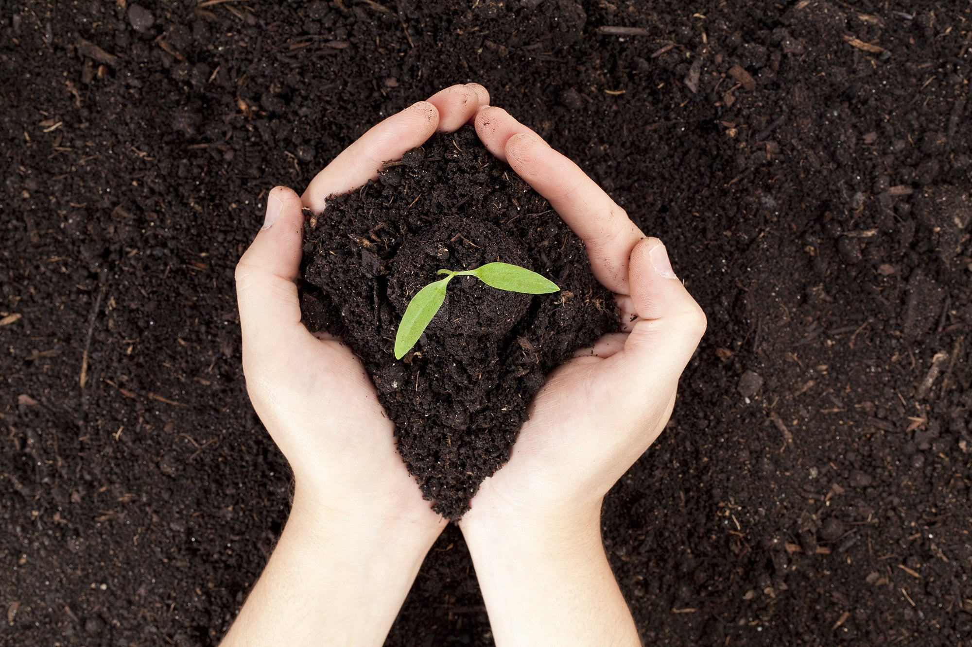 De l’engrais naturel pour son jardin