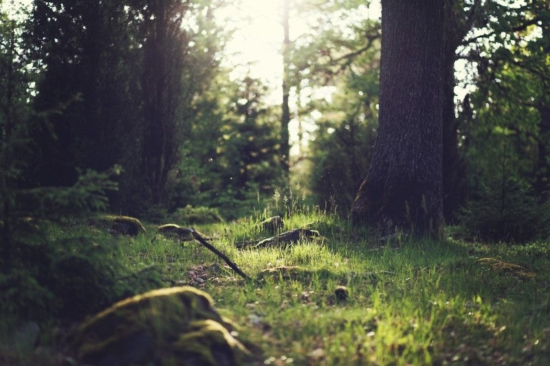 foret cueillette plantes sauvages