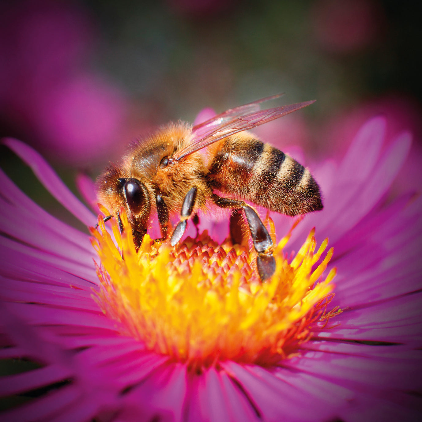 L’hôtel à insectes : petit paradis des jardins