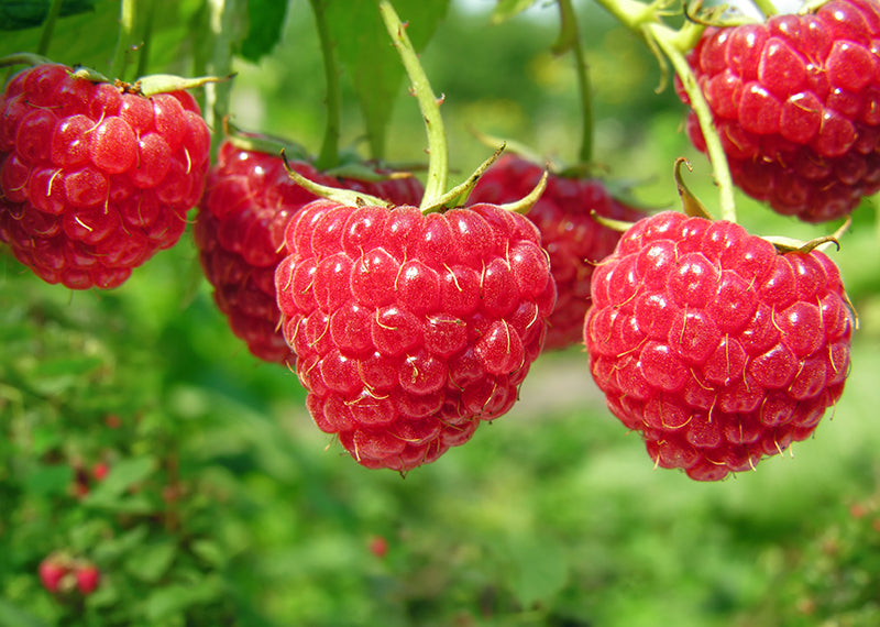 En octobre, dernier rendez-vous avec les framboises