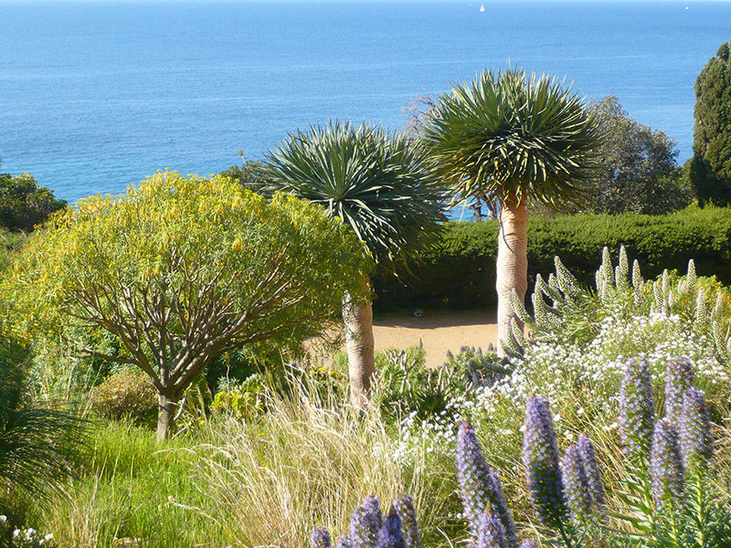 Jardin de France #6 Le Jardin des Méditerranées