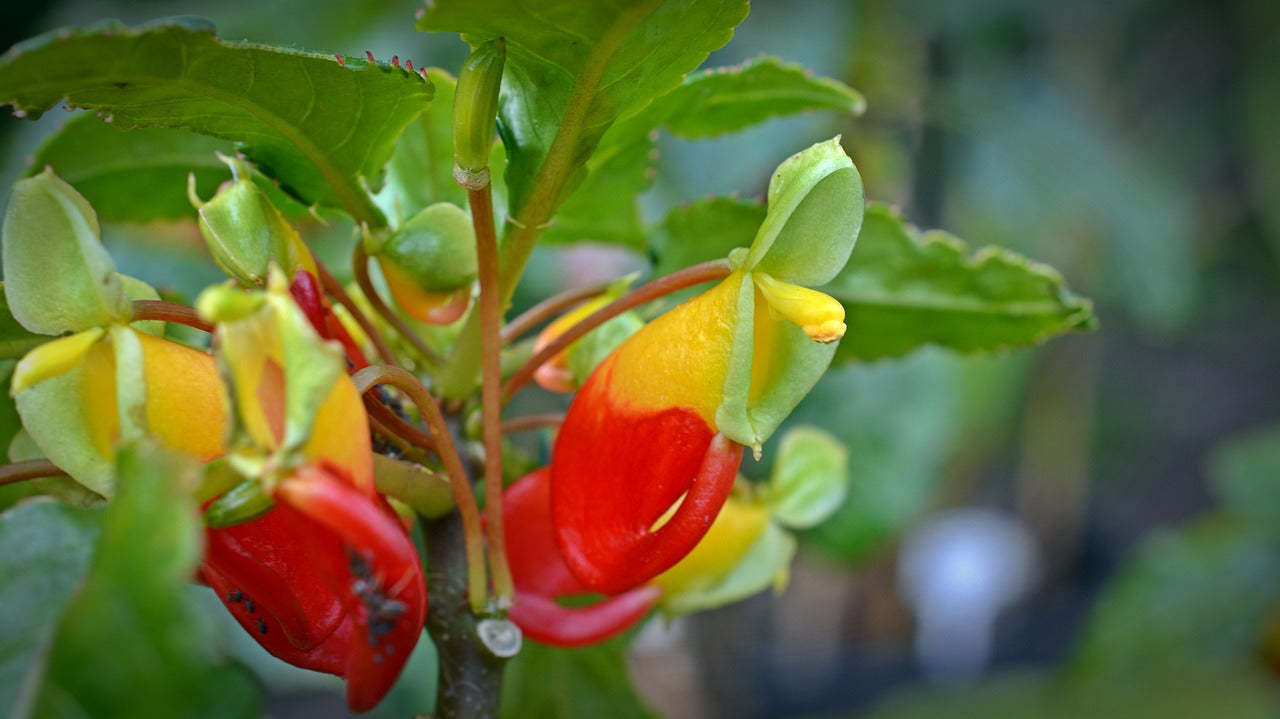 bec de perroquet Impatiens niamniamensis