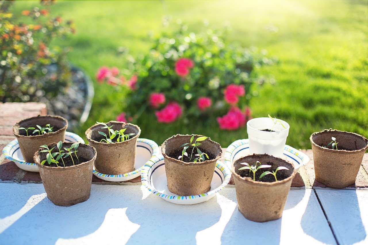 Idée potager : réaliser ses plants de légumes