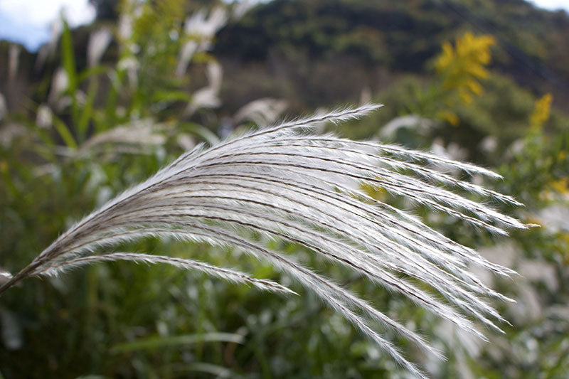 gramines jardin