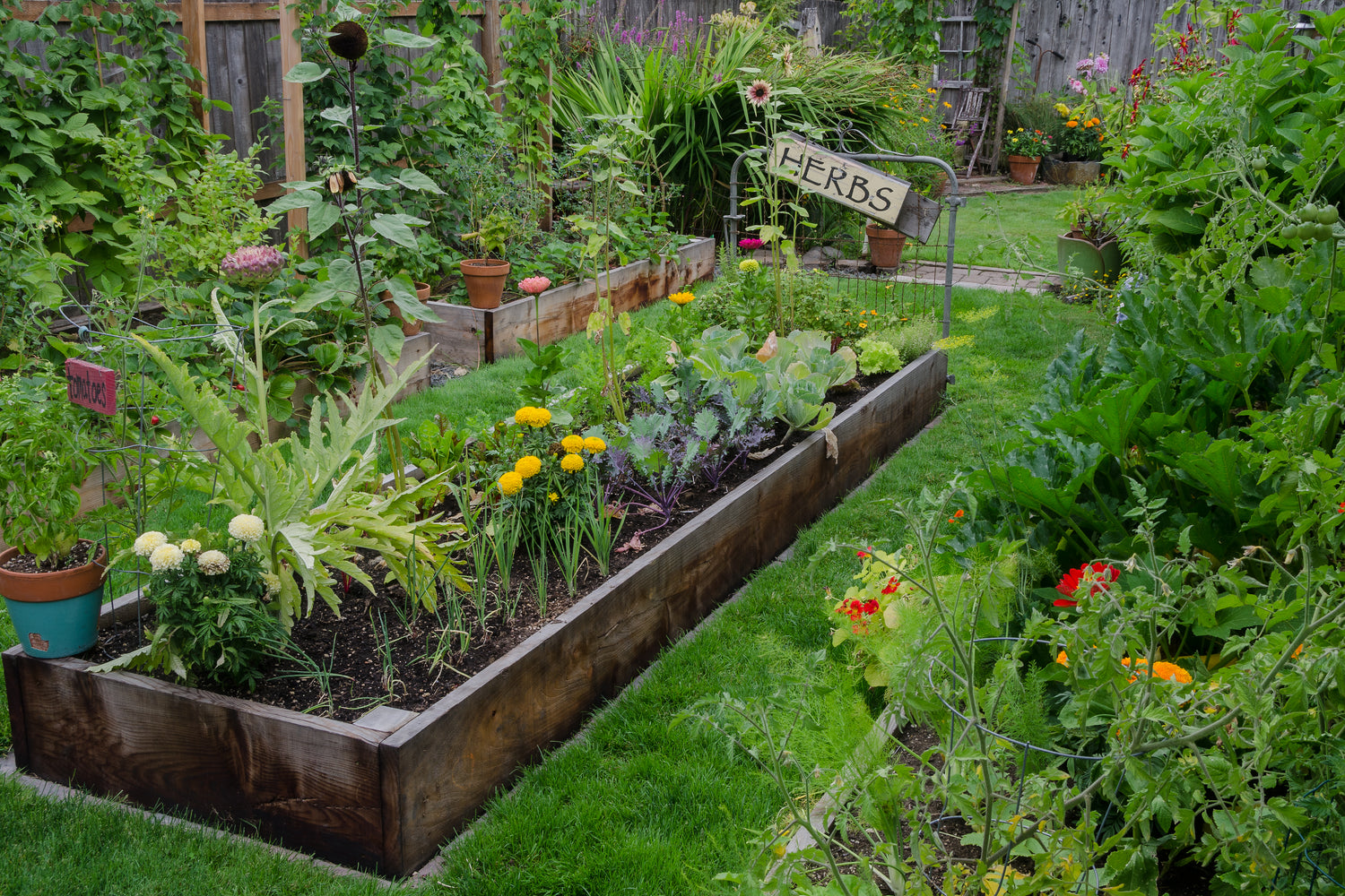 association des plantes au jardin