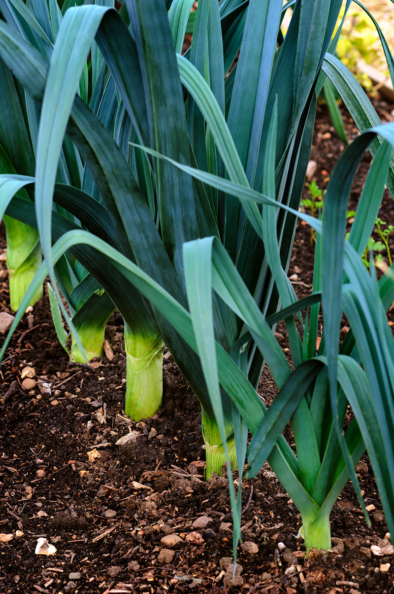 En septembre, on plante toujours des poireaux