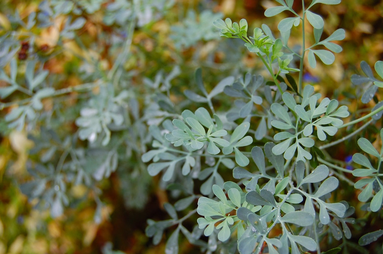 Ruta graveolens rue officinale