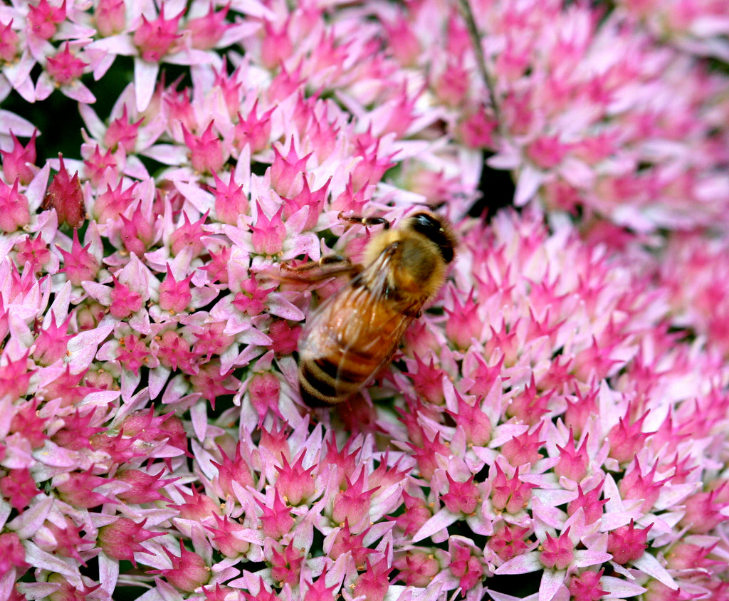 sedum