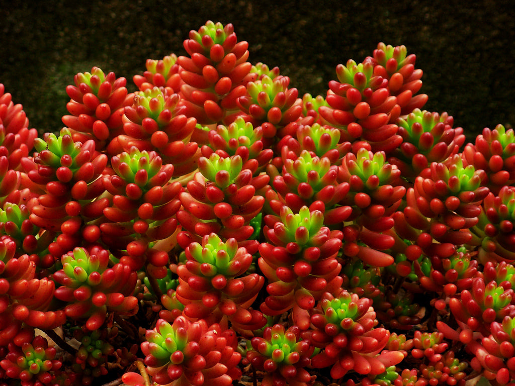 sedum