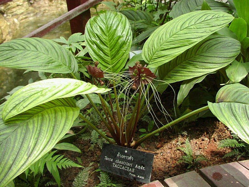 Incroyable végétal #2 Tacca Chantrieri