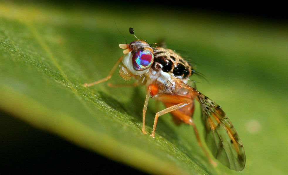 Lutter contre la mouche méditerranéenne des fruits