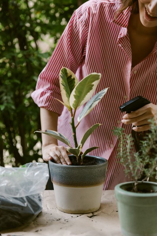 Vaporisateur plante