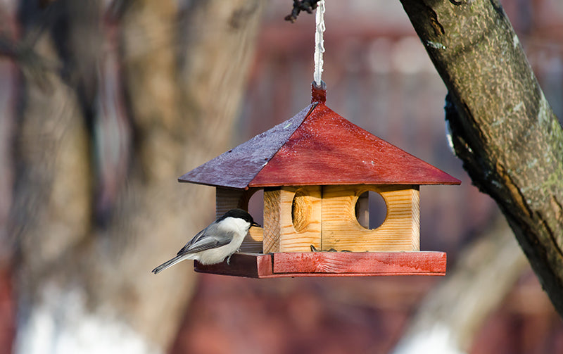 abri oiseau hiver