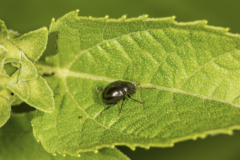 Lutter contre les altises dans le jardin