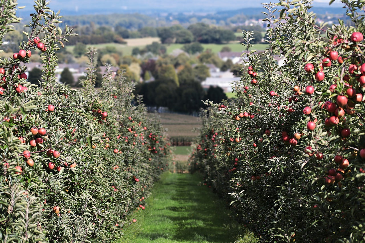 Bien pratiquer l'éclaircissage des arbres fruitiers