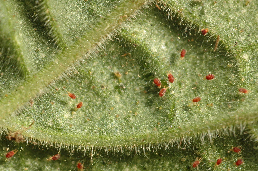 Lutter contre les araignées rouges