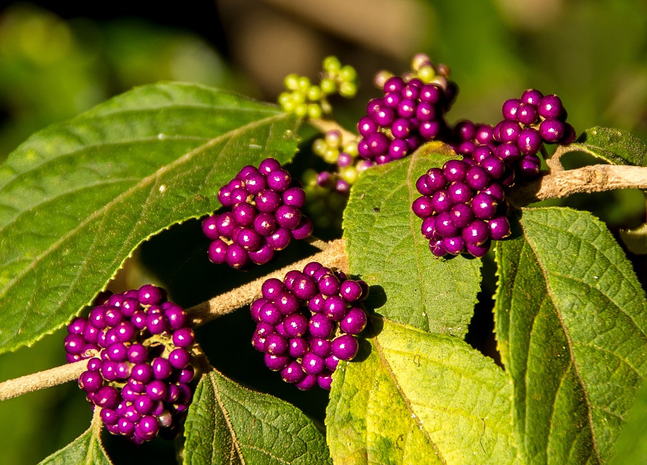 Callicarpa, l’arbre aux bonbons, colore le jardin en hiver