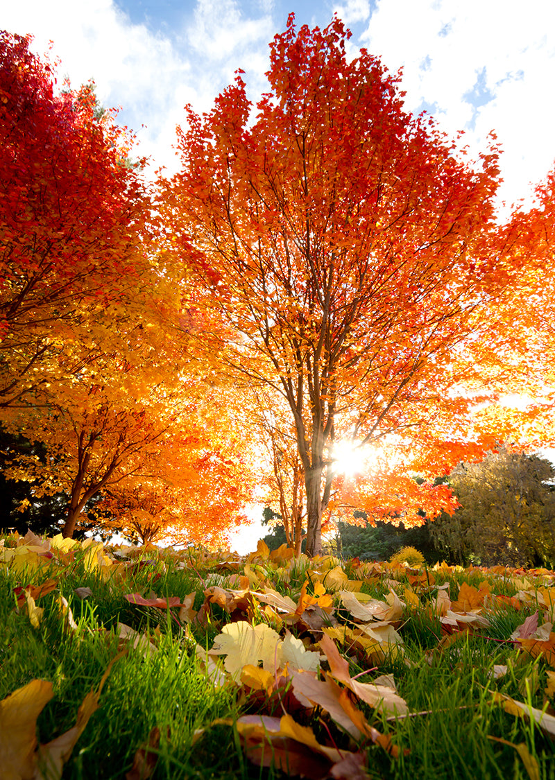 Créer un jardin coloré pour l'automne