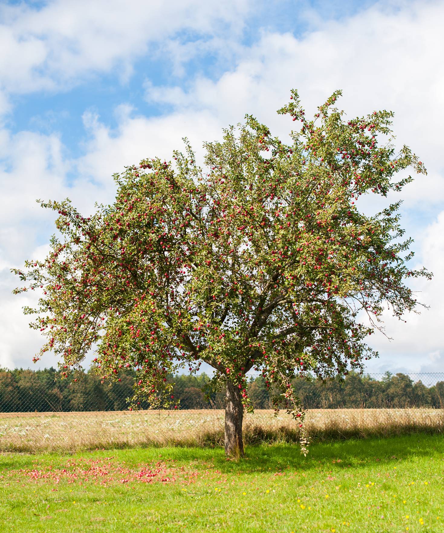 Prendre soin des troncs de vos arbres
