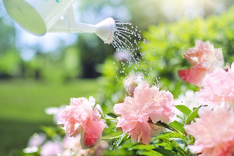 arrosage_jardin_blog