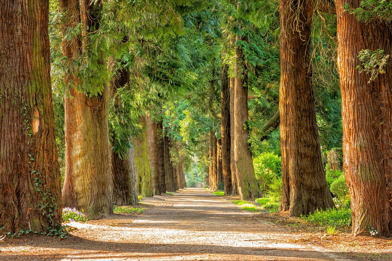 Les arbres : comment les distinguer?