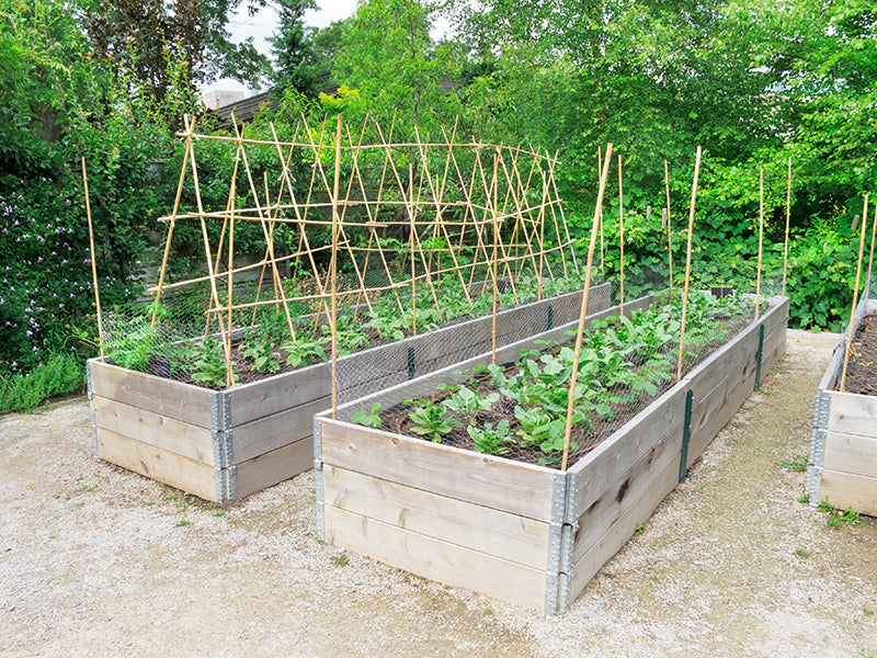 En mai, on plante ses semis de courgette !