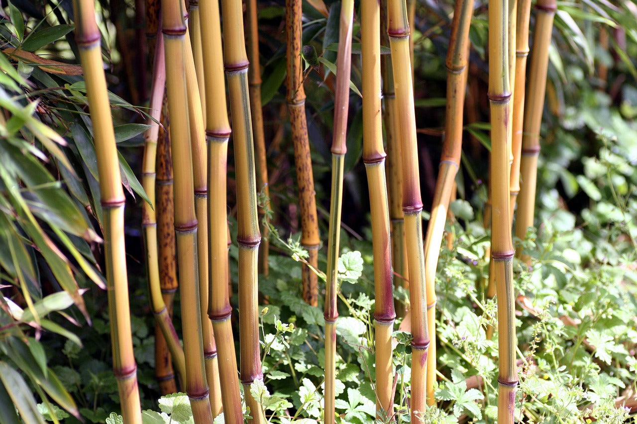 En septembre, plantons des bambous !