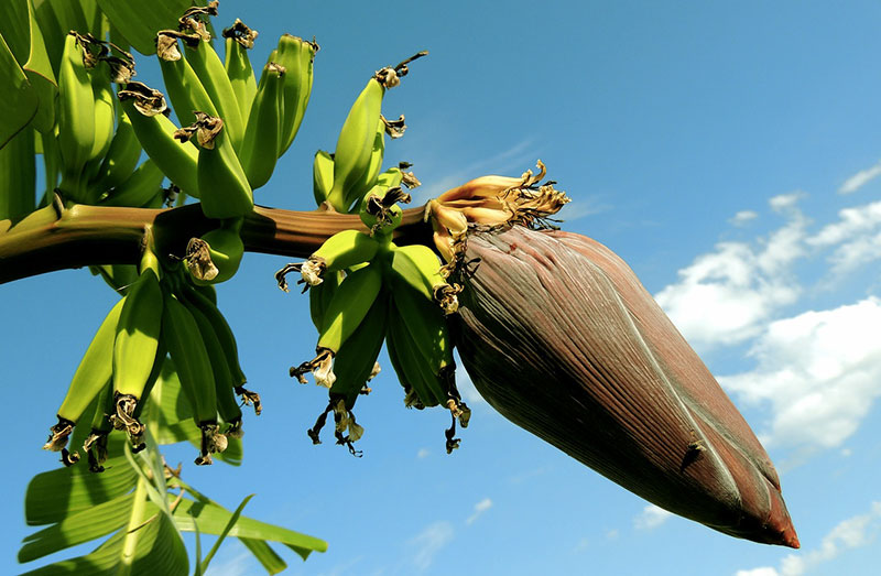 banane fruit inflorescence