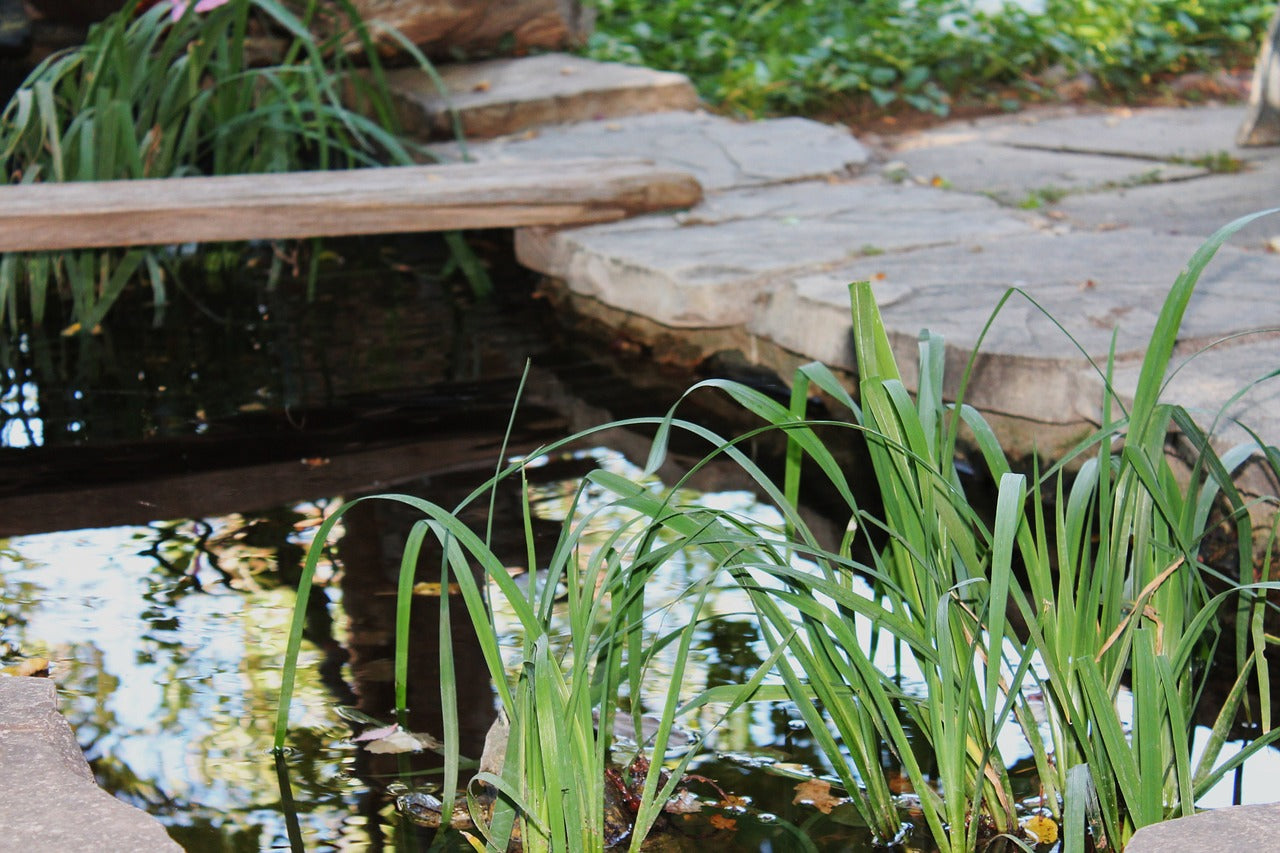 Comment créer un bassin naturel au jardin ?
